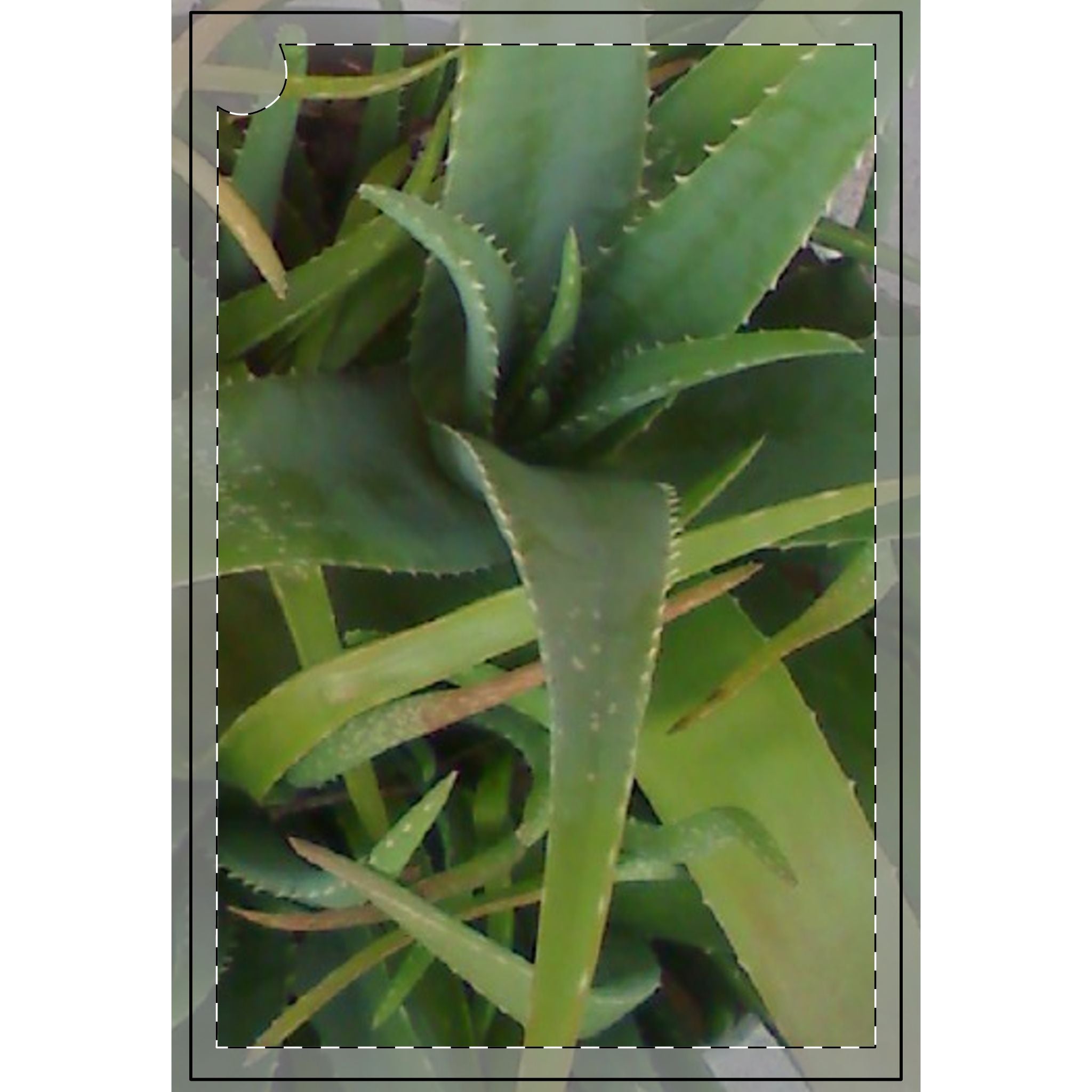 Aloe Plant Golf Towel - Eco-Friendly Towels for Nature Lovers